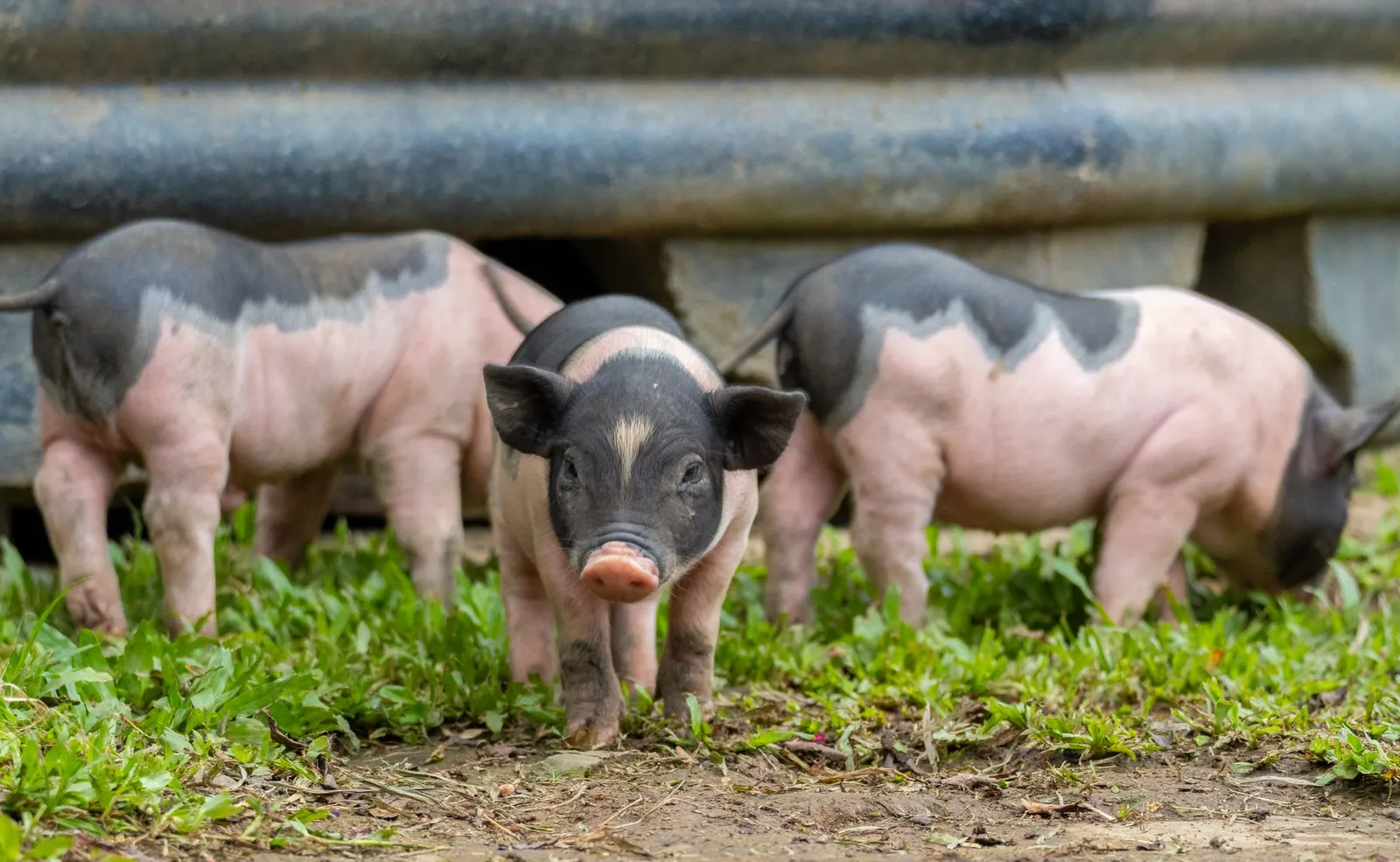 Lechones en el pasto de una granja